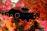 Pseudobiceros hymanae Planaire de Hyman plat-Wakatobi Sawa Fan garden-4m-20180528nuit-Denis-ADER-DSC_1605_tn